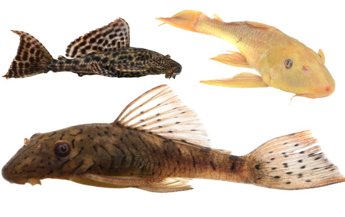 SPZ — Fish and Related Products